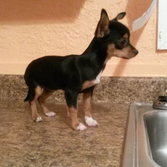 Meet your Posher, Liliana - Picture 1 of 1